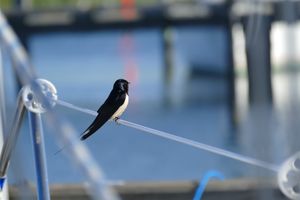 Barn swallow on railing