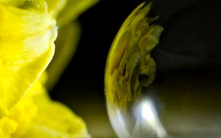 Freezing Bubble with Daffodil