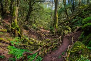 Puzzlewood Ancient Forest, Forest of Dean, Gloucestershire
