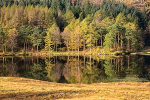 Reflections in Blea Tarn, Lake District, Cumbria