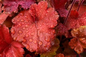 Heuchera 'Mahogany' Leaves with Water Droplets