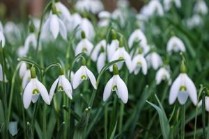 Four drooping Snowdrops