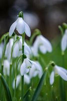 Up close with a Snowdrop