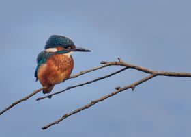 Kingfisher on Small Branch