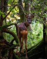 Roe Deer in the Woods