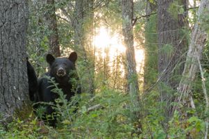 Smoky Mountain Black Bears