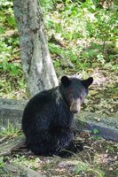 Young black bear looking for food in my yard. - Great Smoky Mountains, TN