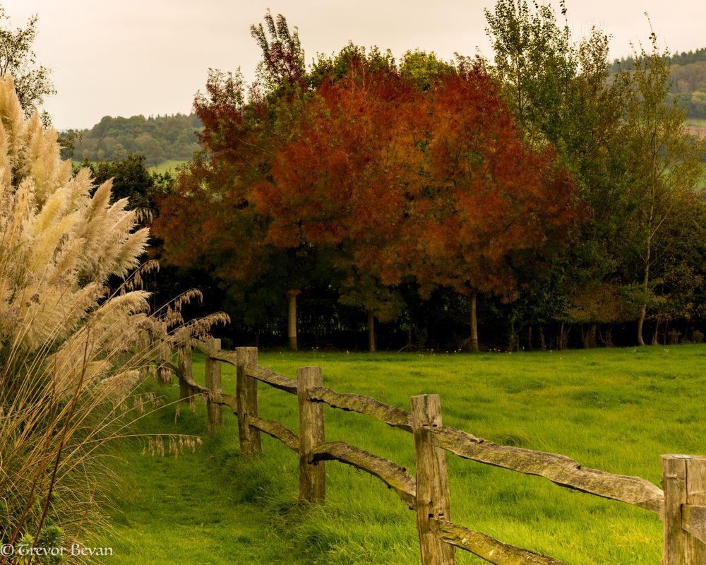 Dalwood East Devon_32662 Clickasnap It pays to share
