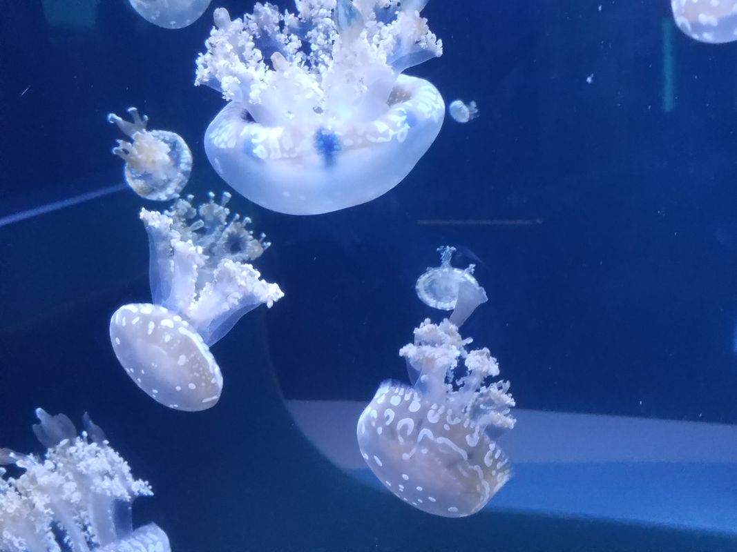 Jellyfish Tanks - Frost Science Museum 