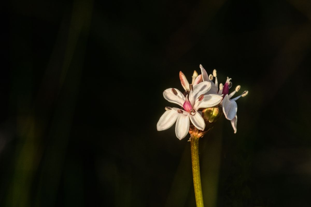 White flower in the spotlight