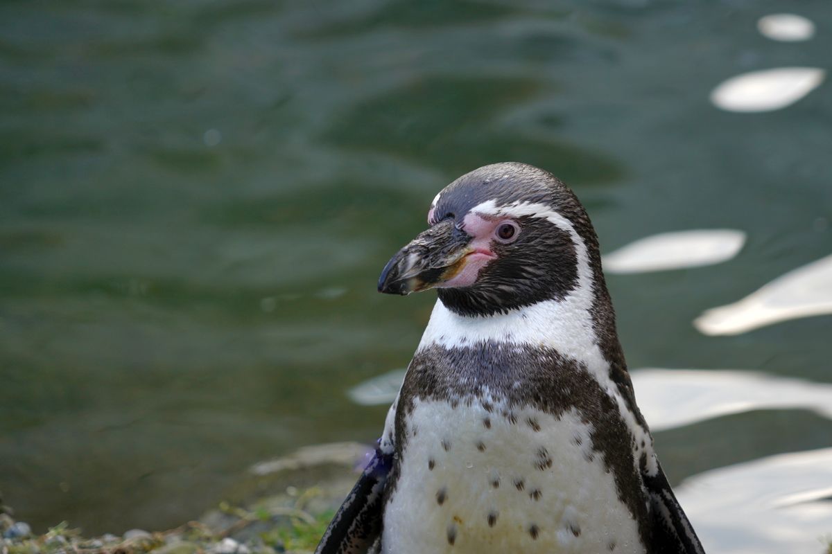 Humboldt penguin