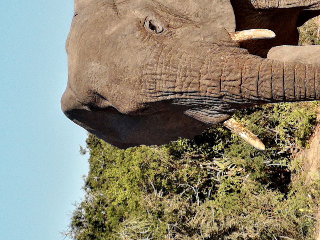 Elephants & Wild Life South Africa