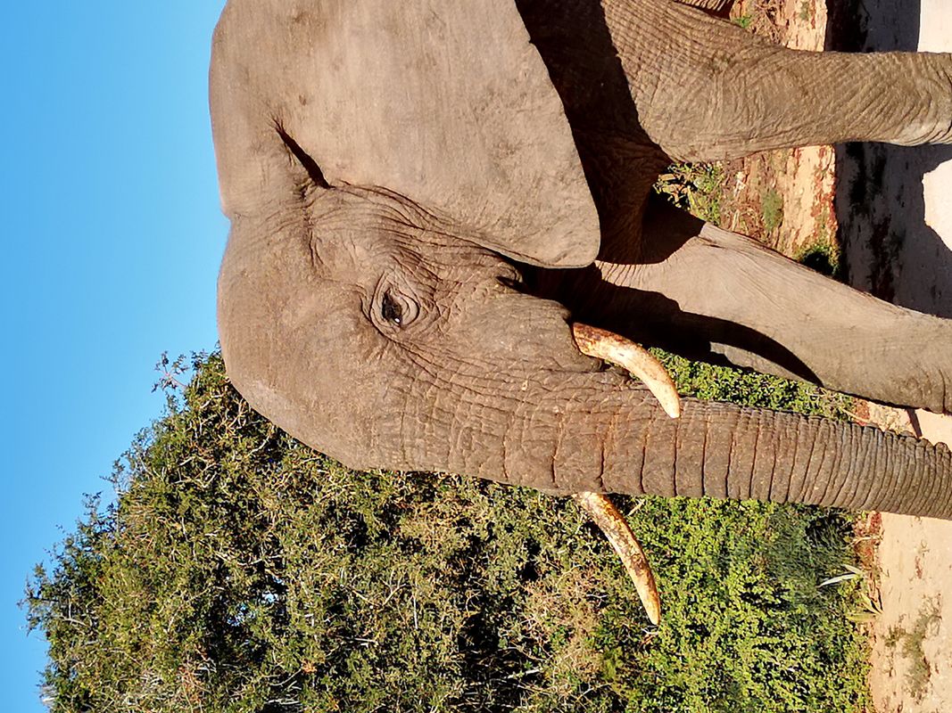 Elephants & Wild Life South Africa
