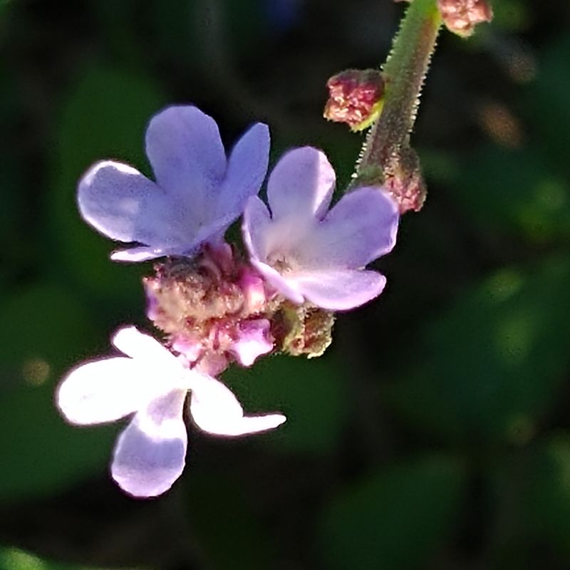 Cute little purple flowers