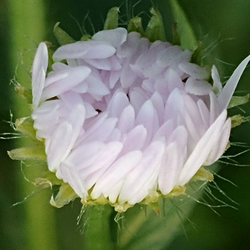 White flower bud