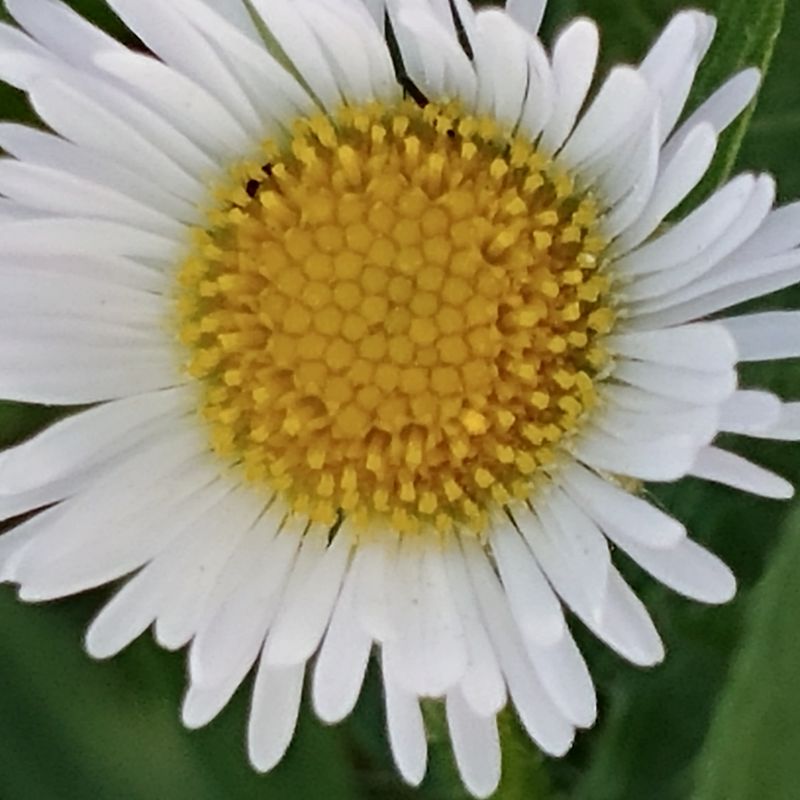 Cute white flower