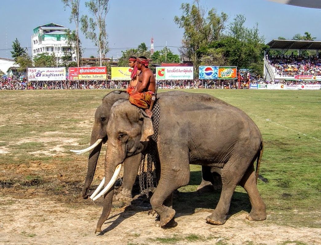 Annual elephant roundup in Surin, Thailand