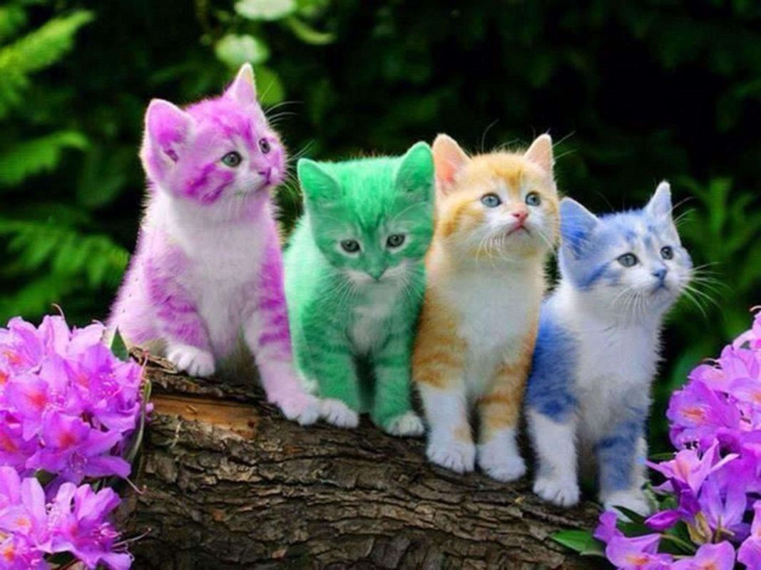 cute kitty backgrounds