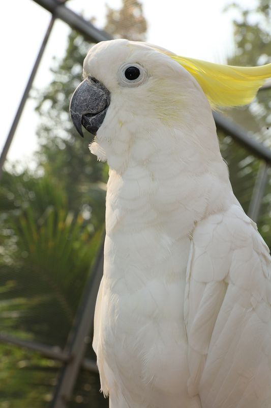 white cockatoo price