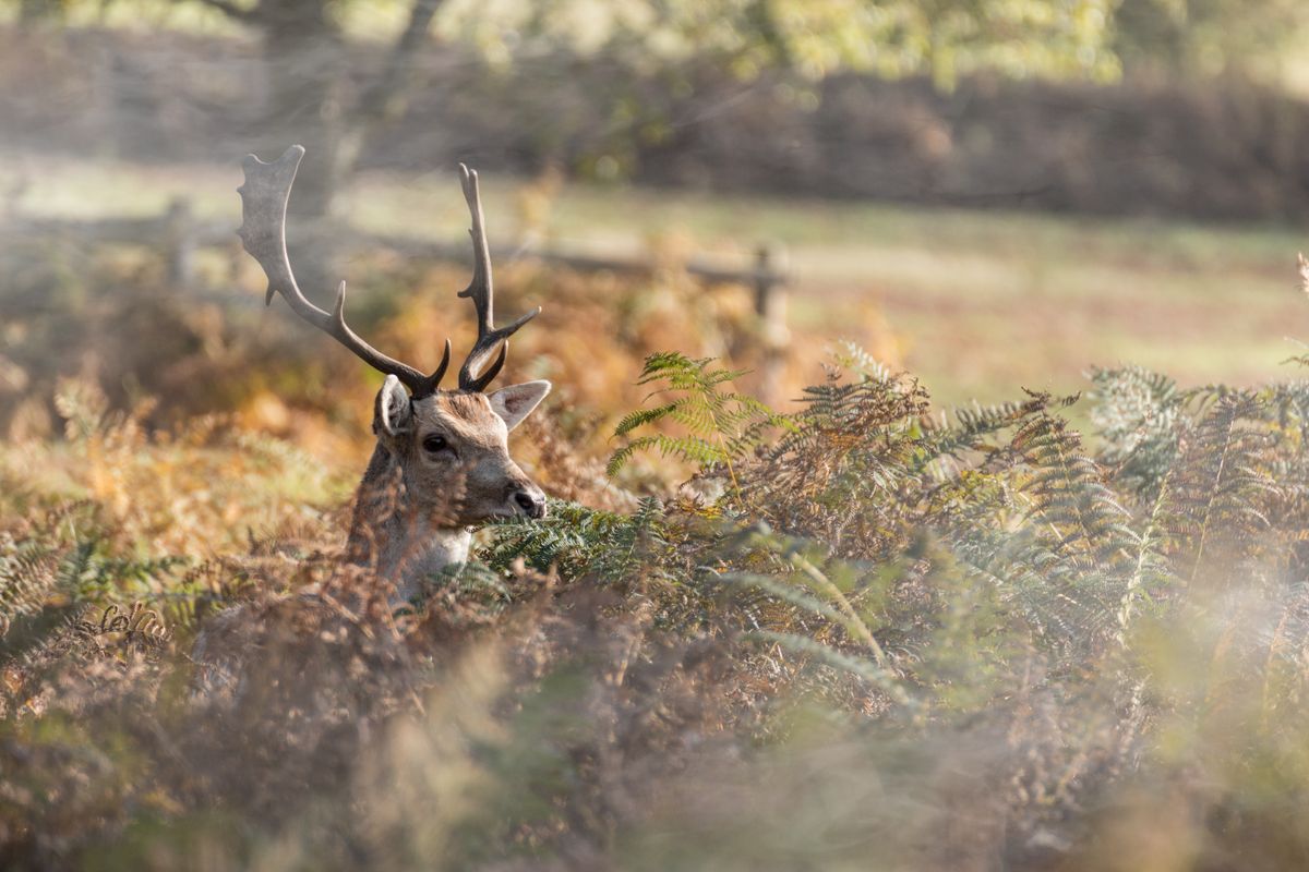 Stag at Bradgate Park_003