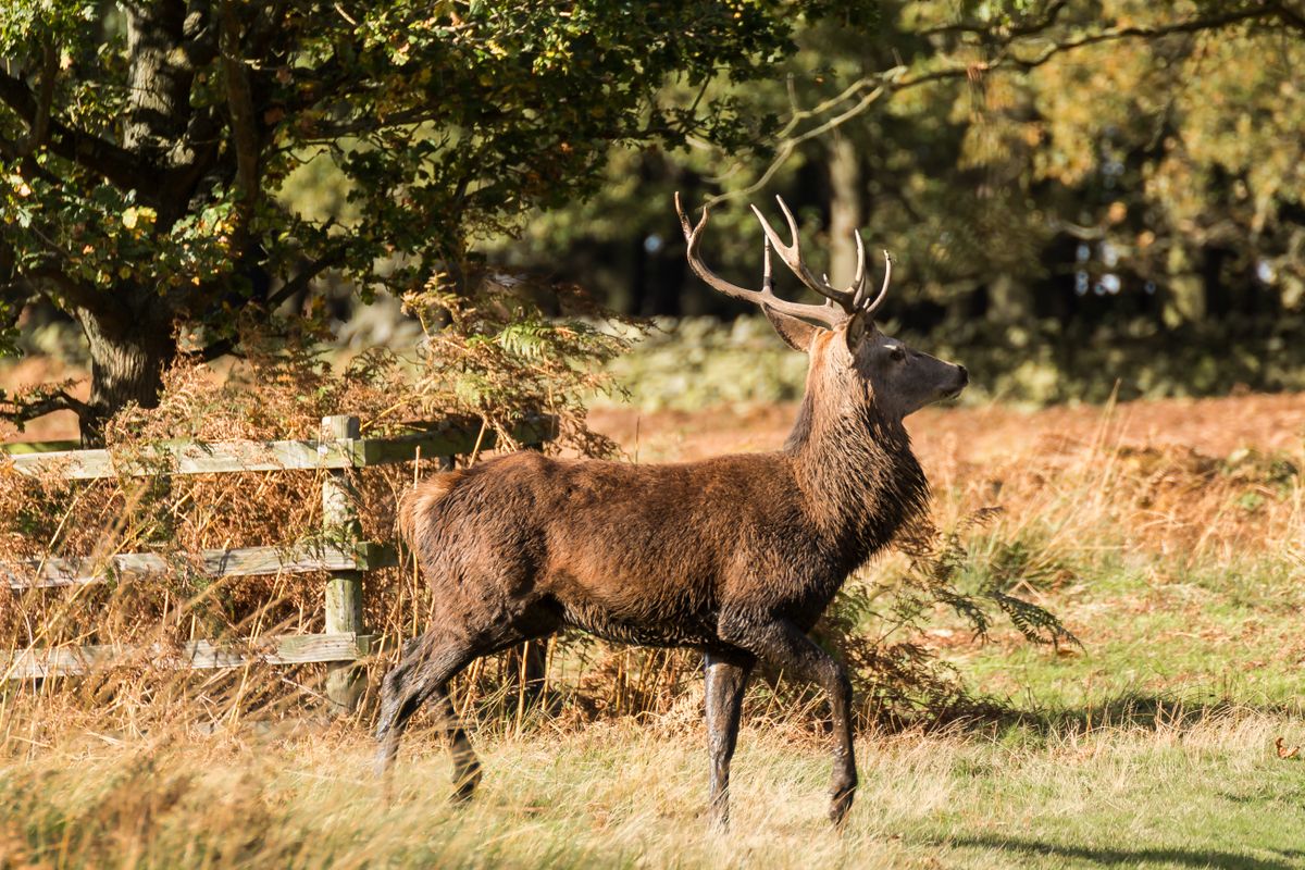 Stag at Bradgate Park standing proud.