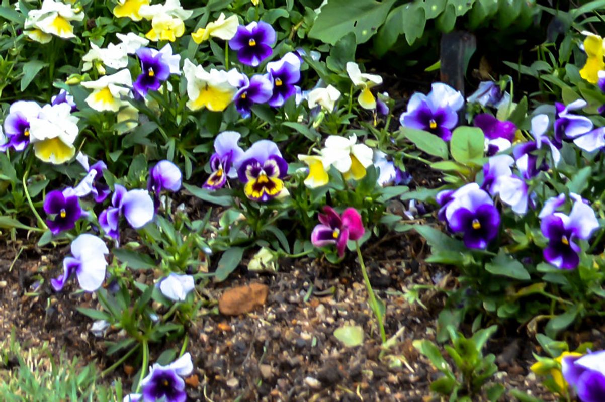 Pansy Viola flowers.