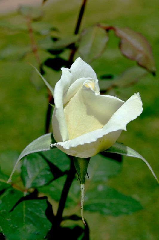 Rose white.