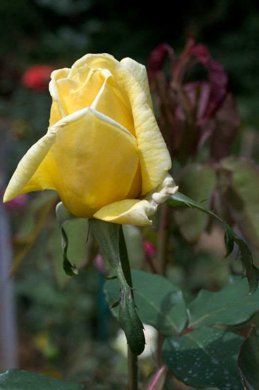Rose yellow.