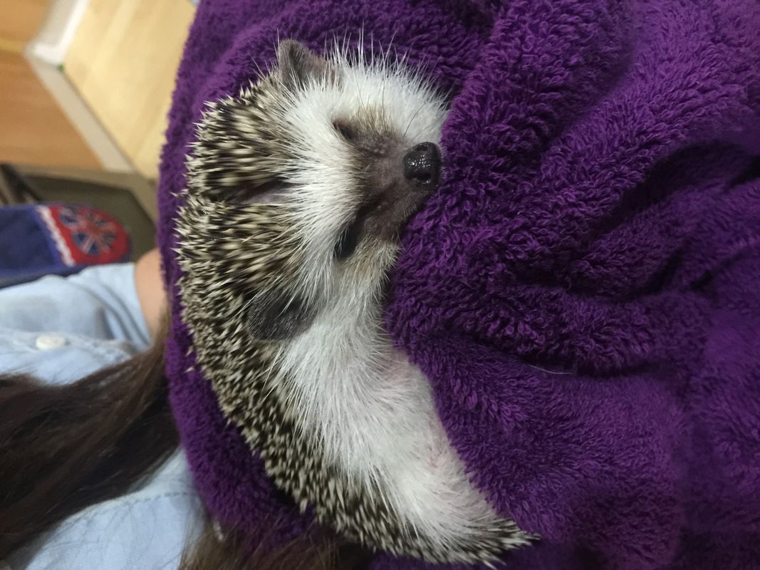 Grumpy Hedgehog