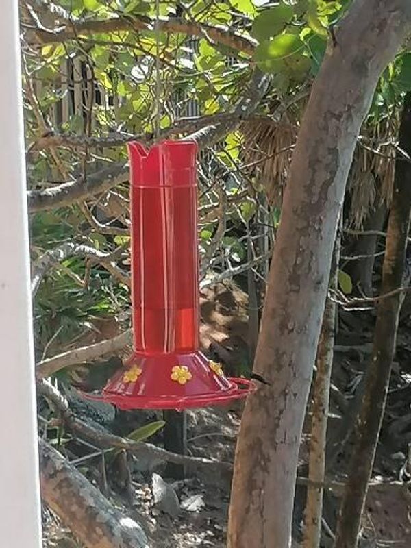 Hummingbird feedee