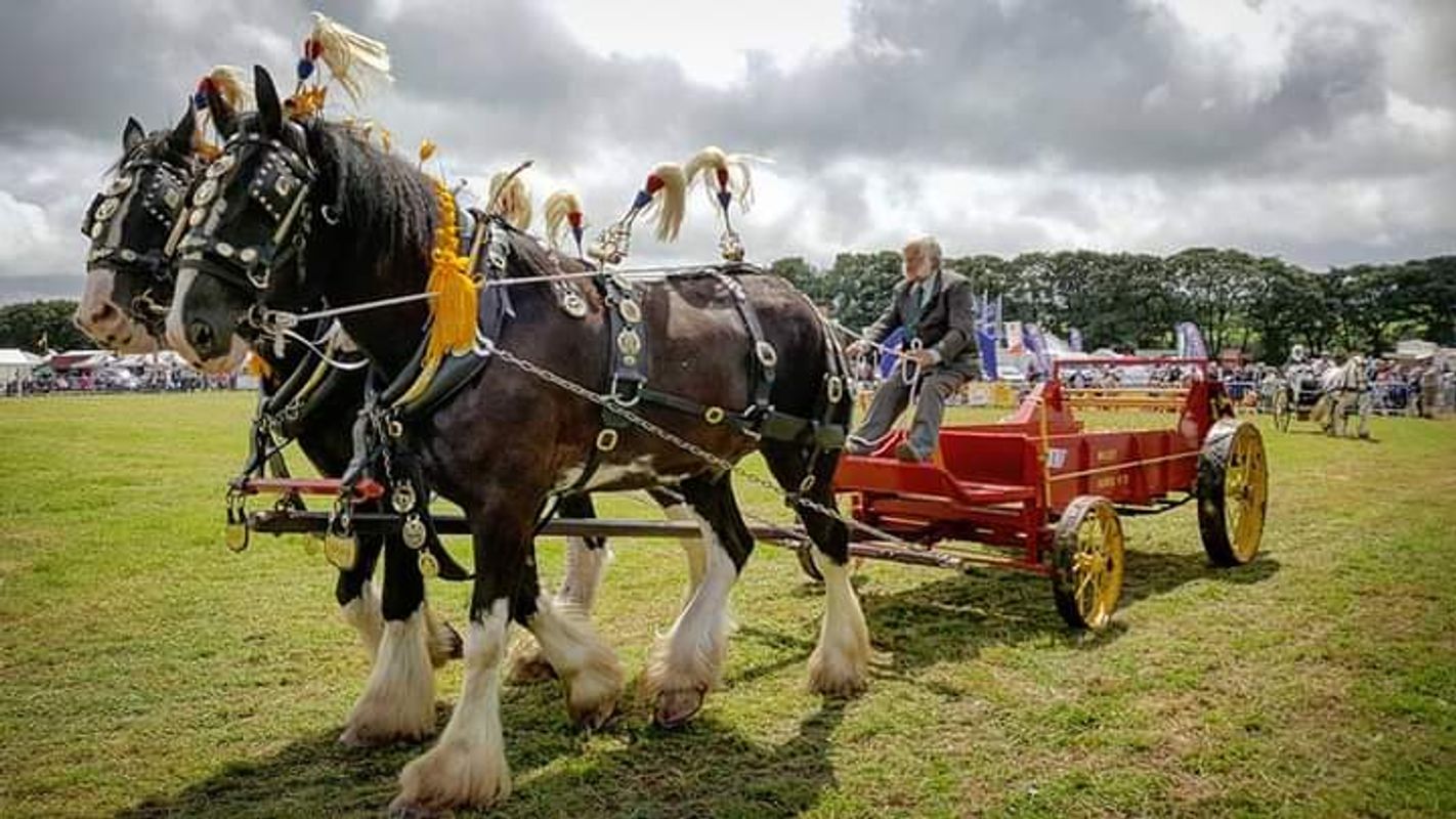 Shire horses and Cart 