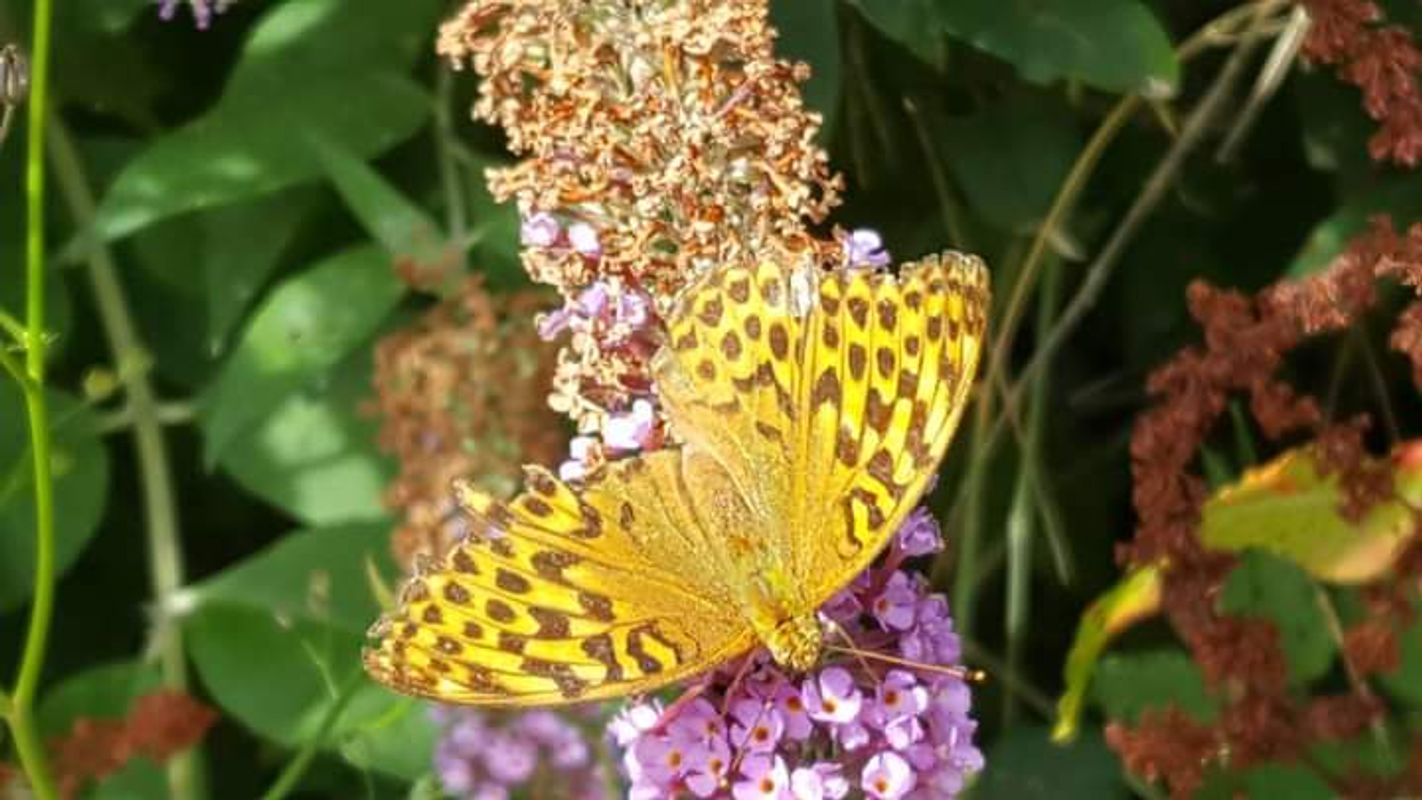 Fretillery butterfly