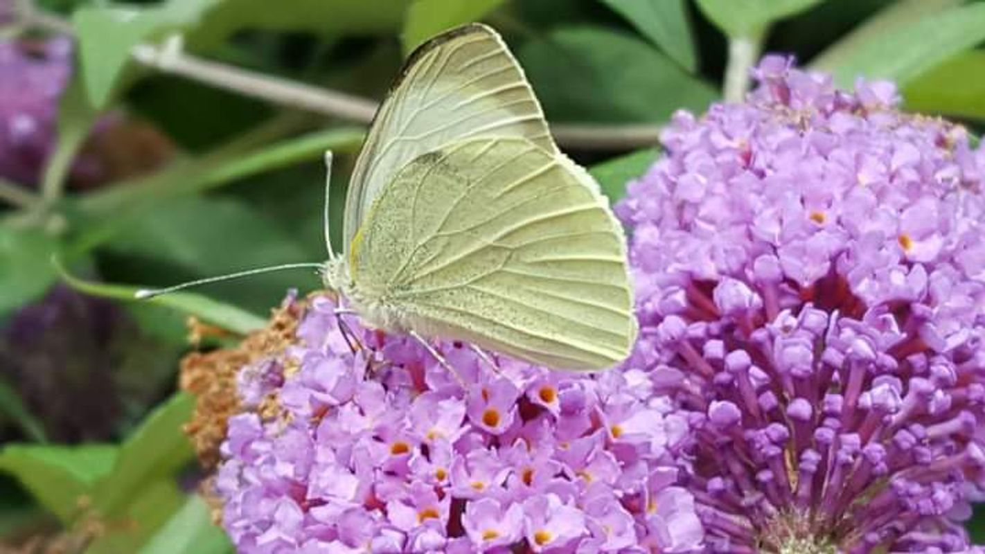 Large white butterfly
