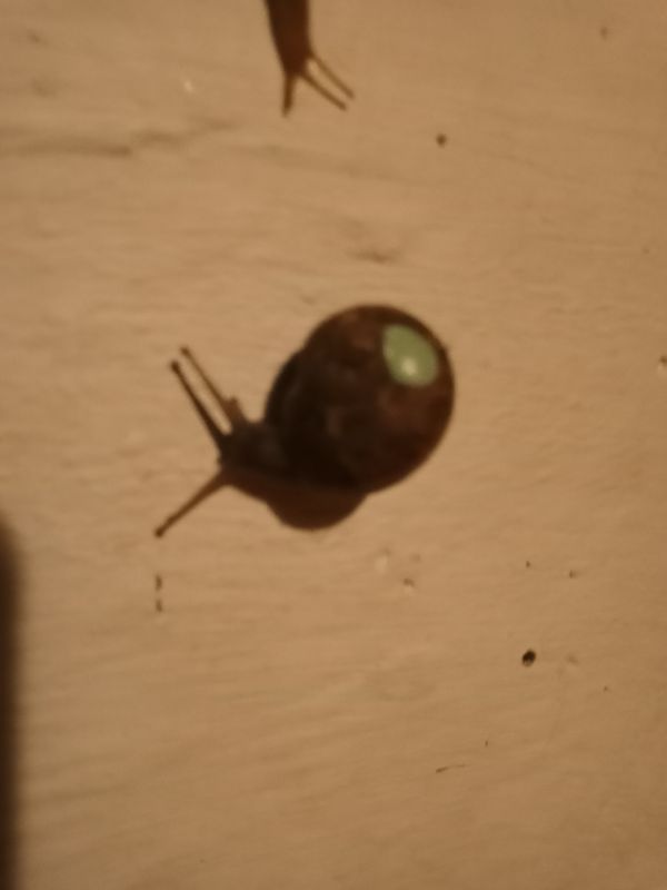 Small Snail 