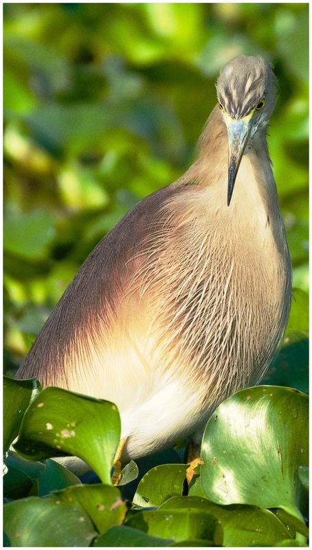 Pond Heron - Something caught my eye :)