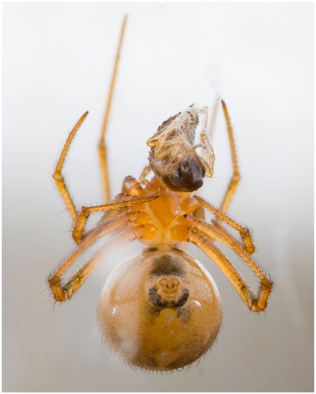 Closeup of a spider eating its prey