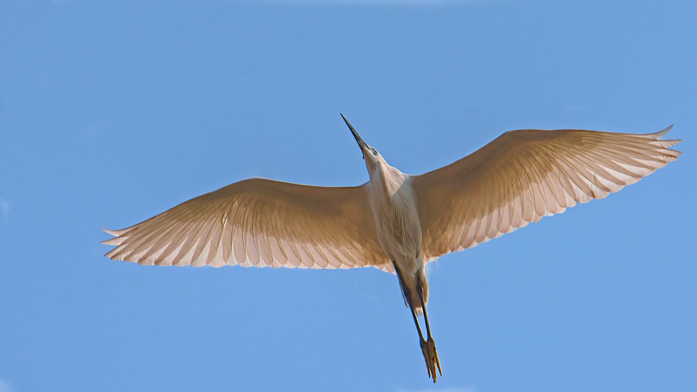 Wide spread wings of  an in-flight Egret