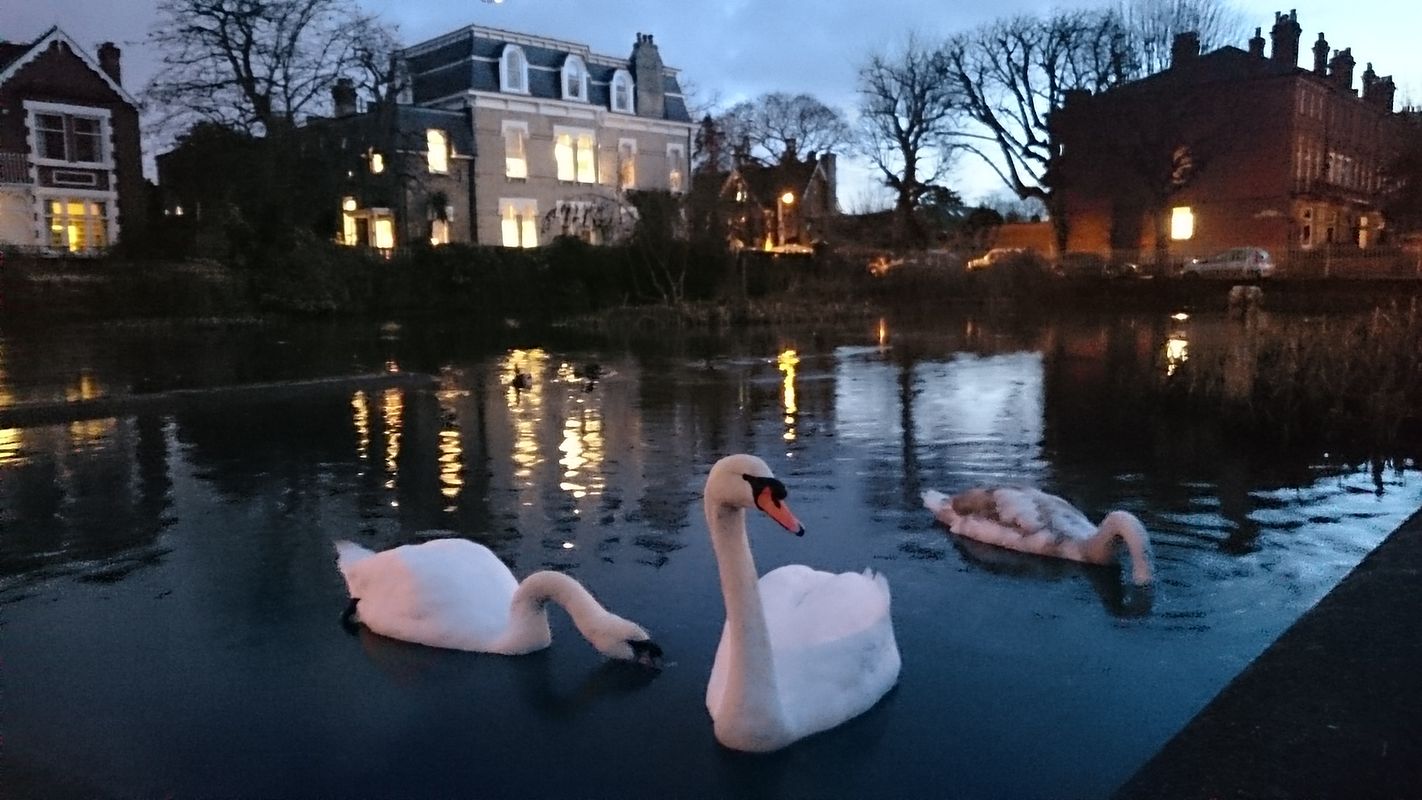 Three Swans at Kew Green Pond