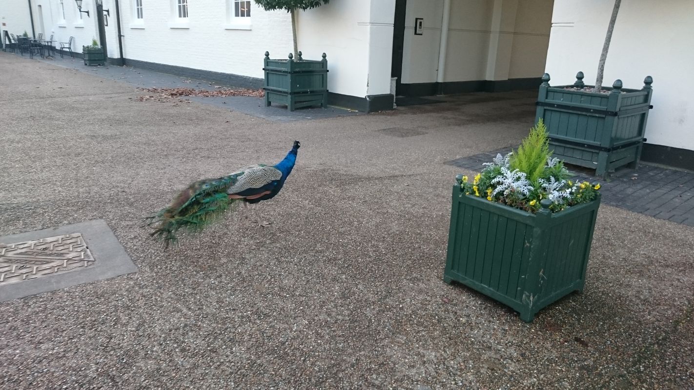 Peacock at Luton Hoo