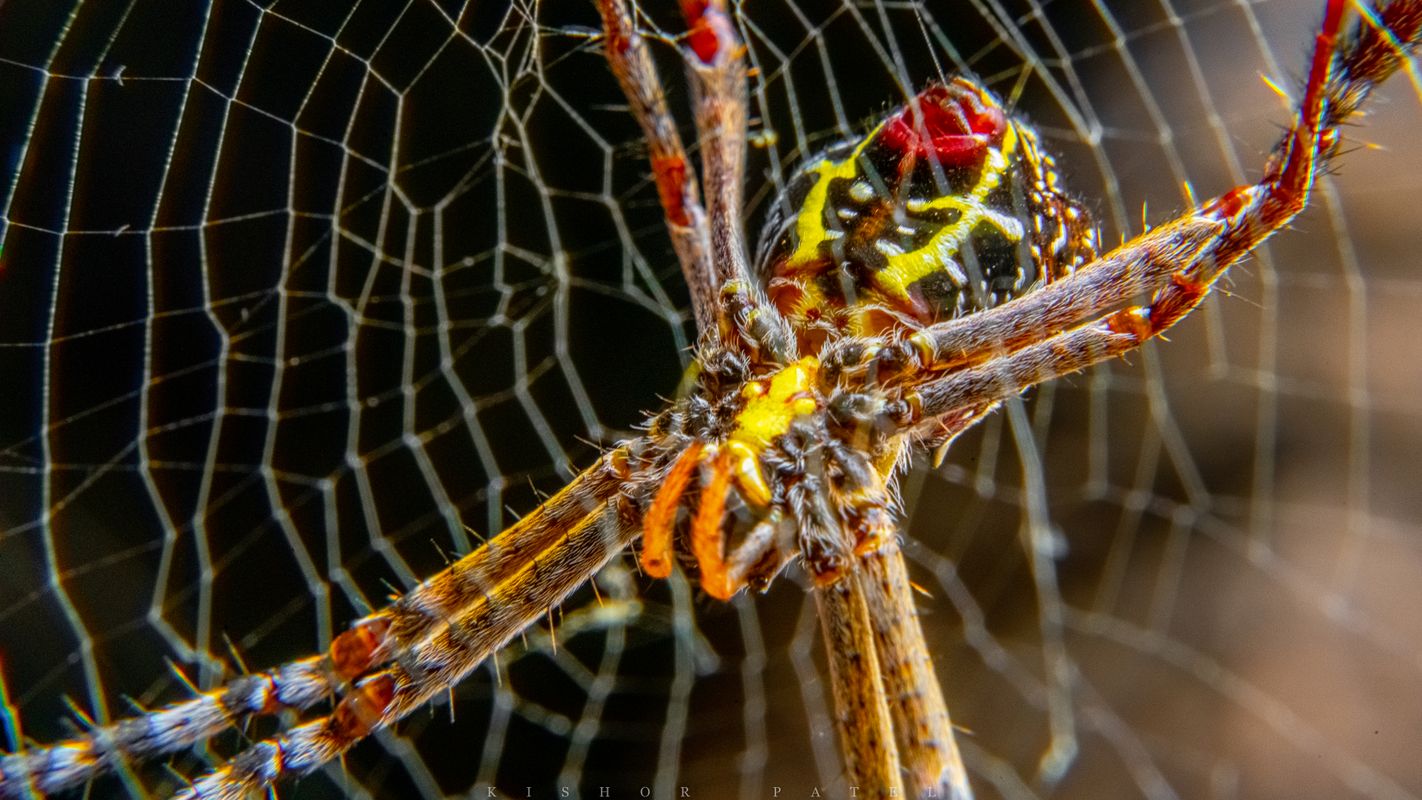 Signature Spider | Argiope anasuja - Female