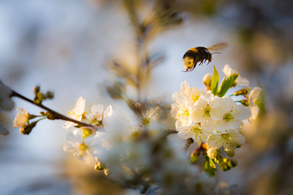 Bumblebee in cherry bloom