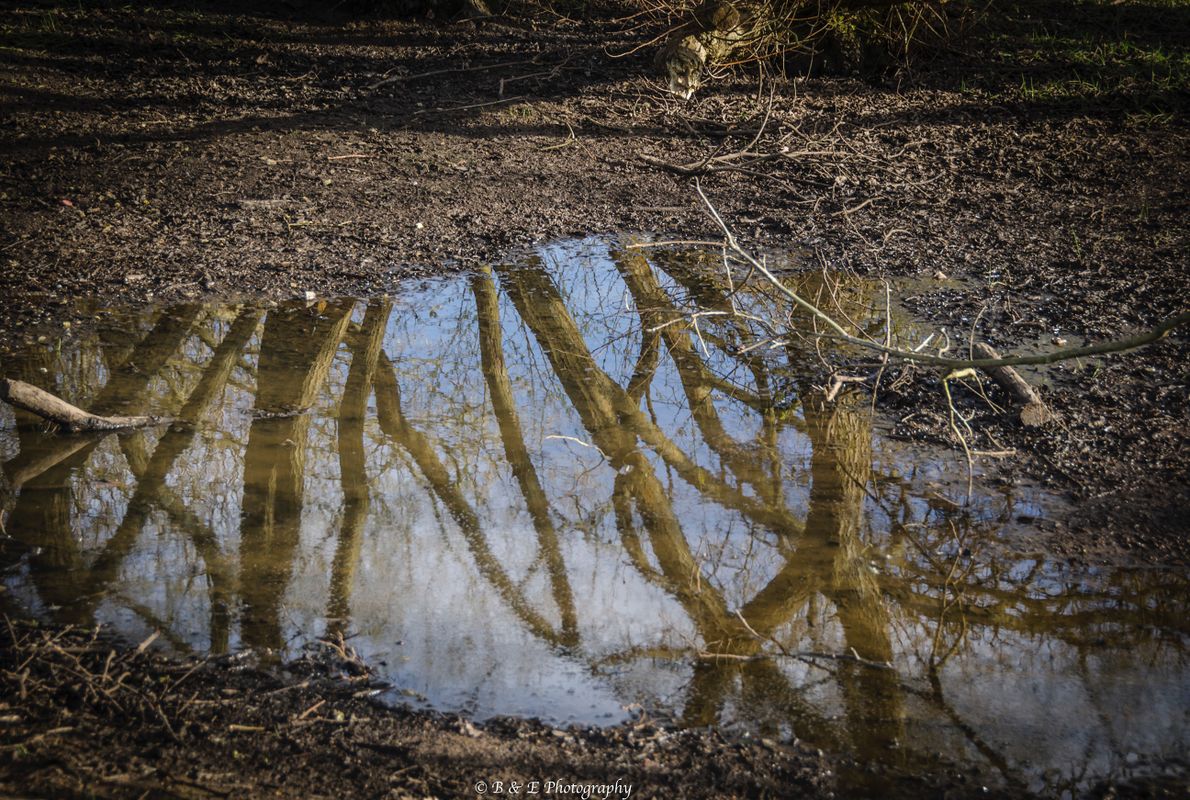 Picture taken in a little glade in the Alver Valley capturing the Reflections of some trees and the sky in a little puddle.