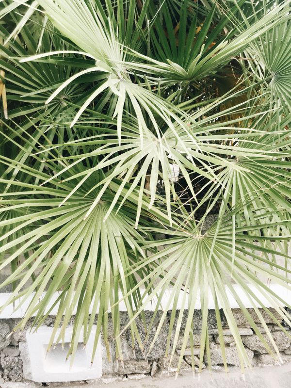 Mykonos Palms