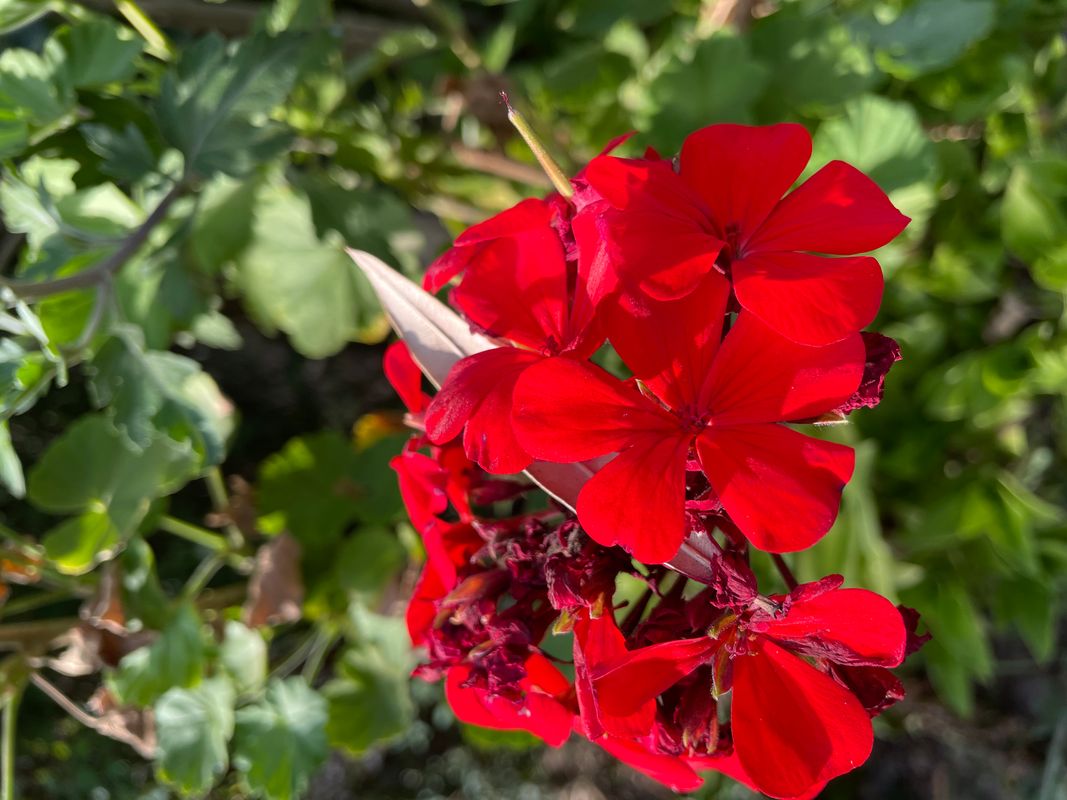 RED FLOWERS