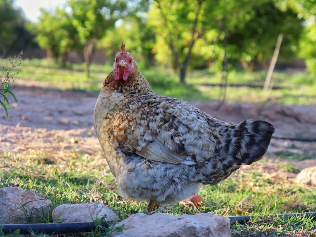A chicken pose