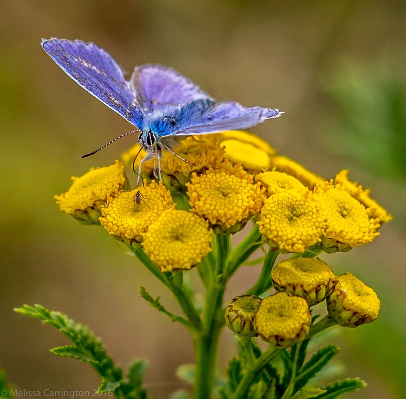 A pretty blue butterfly and his friend