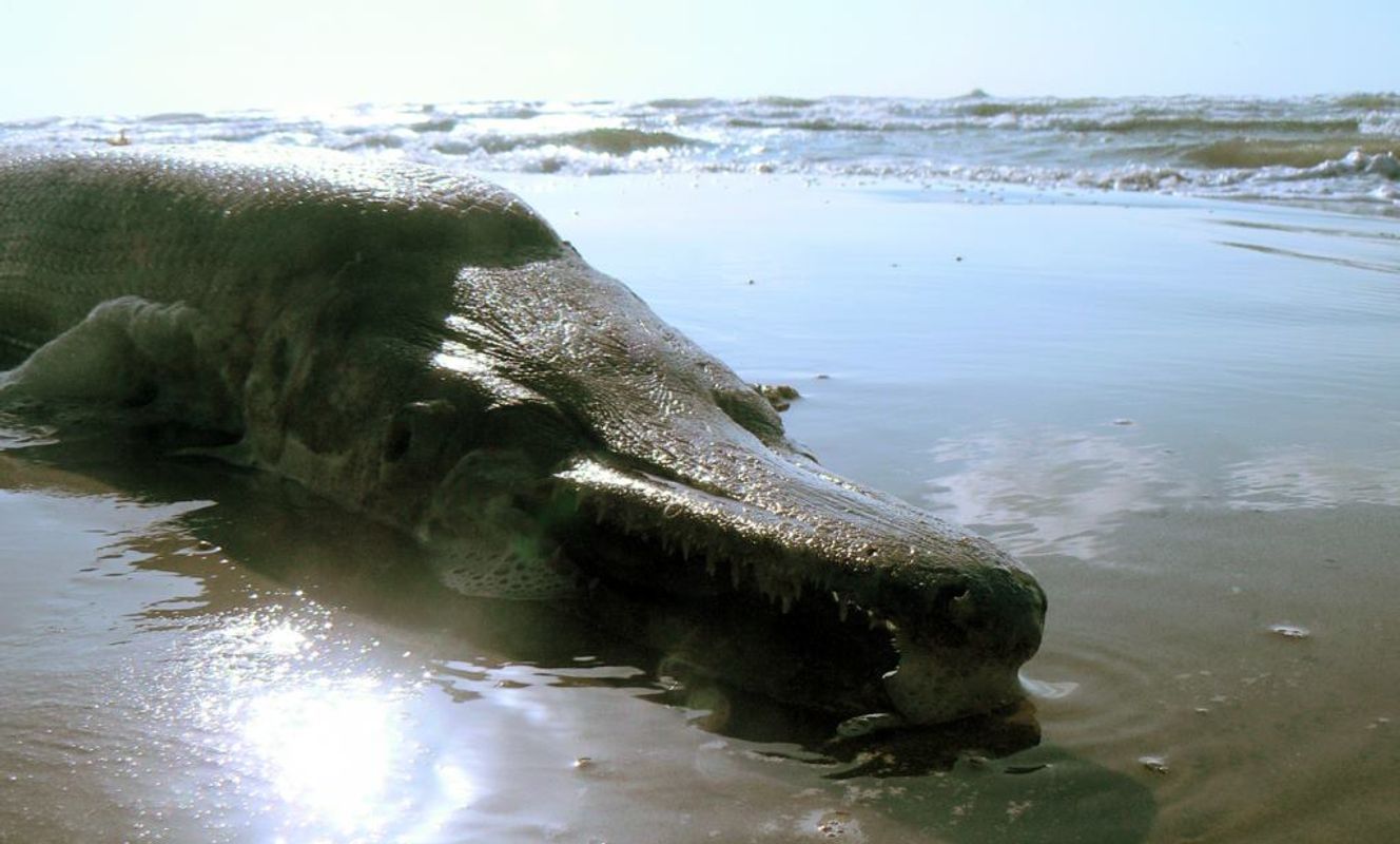 Alligator Gar on Whitecap Beach