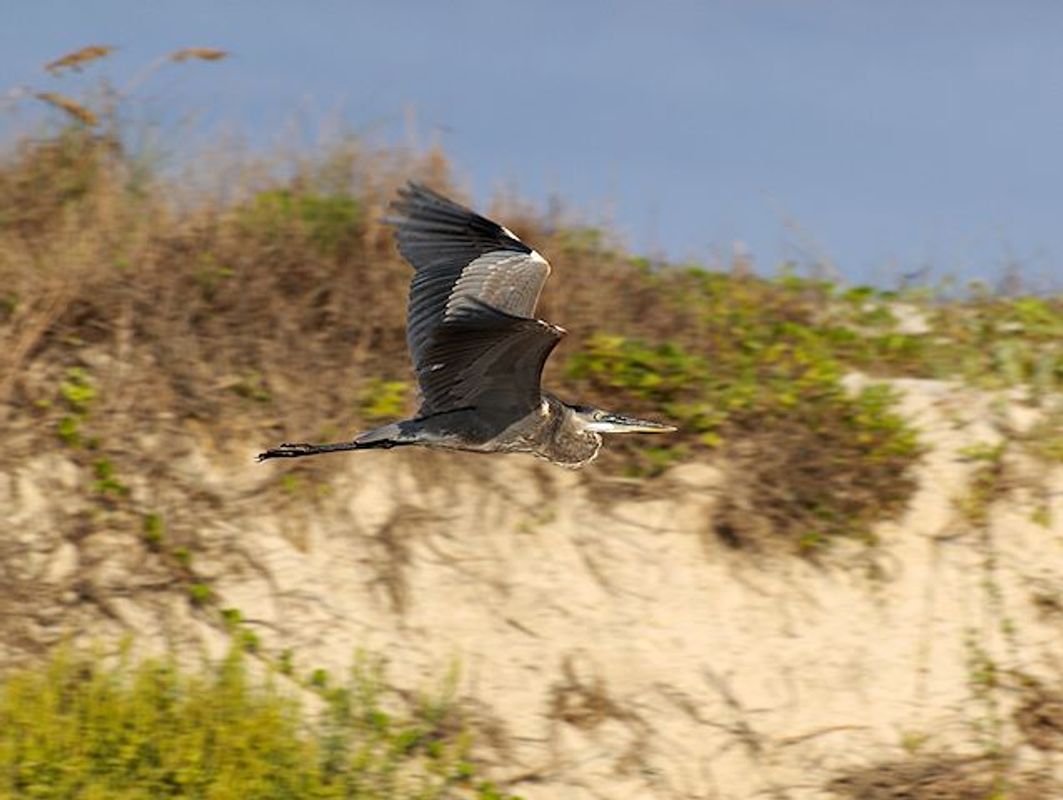 Panning a Great Blue Heron