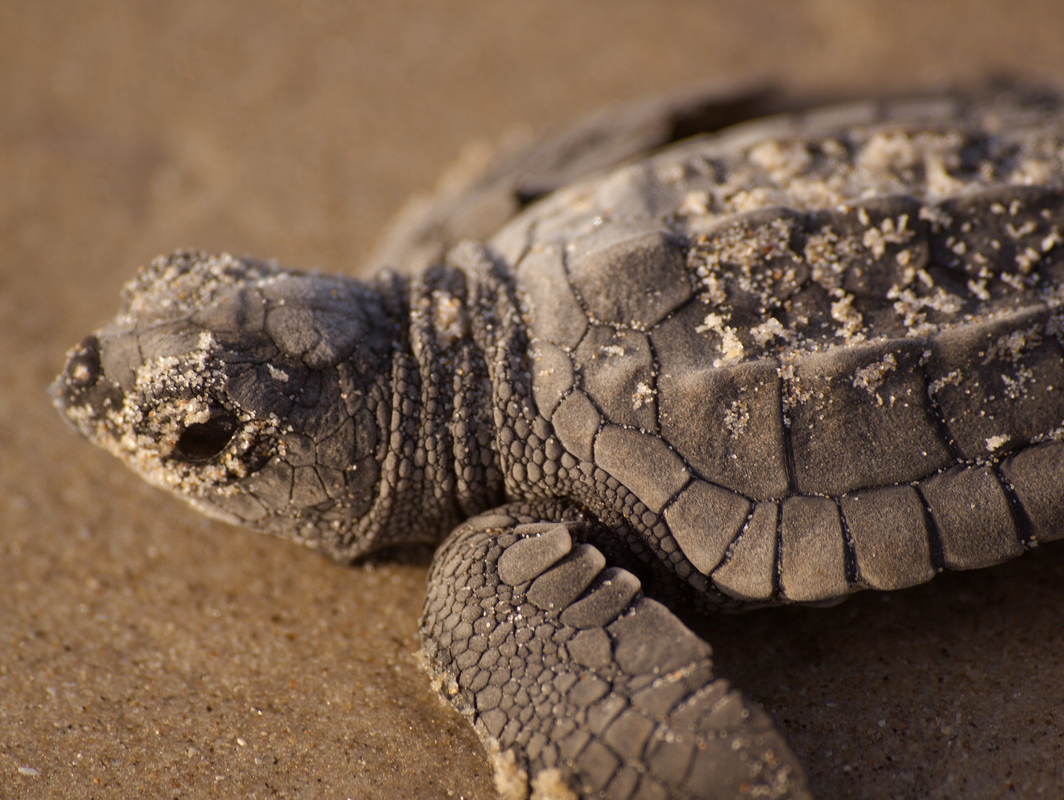A Kemp's Ridley Hatchling Heads for the Gulf