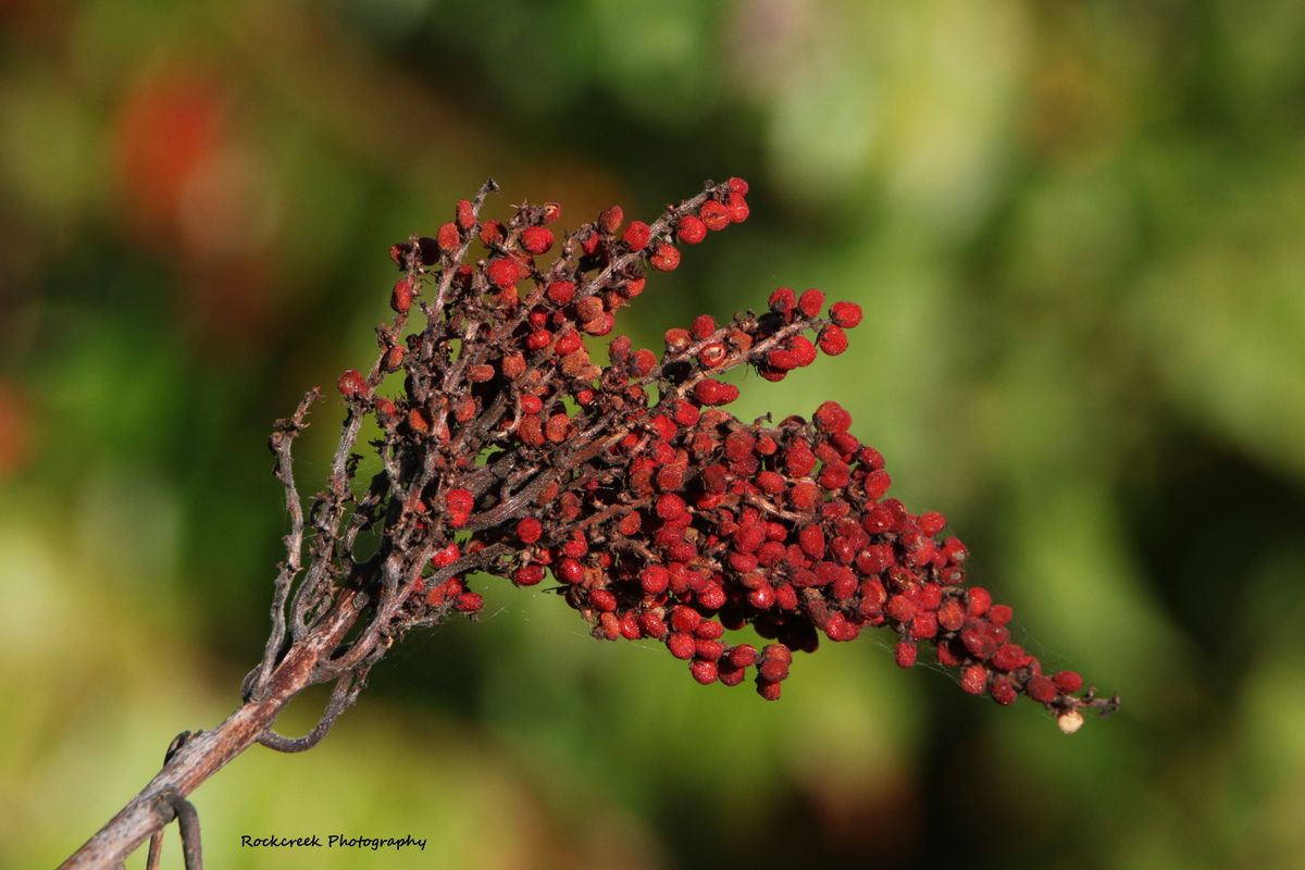 Sumac Berry